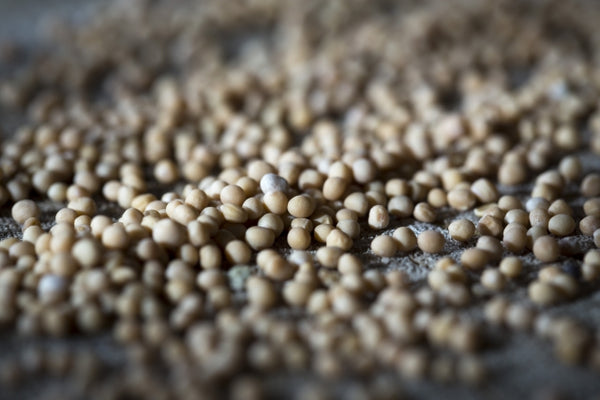 CORIANDER SEED /コリアンダーシード１００g